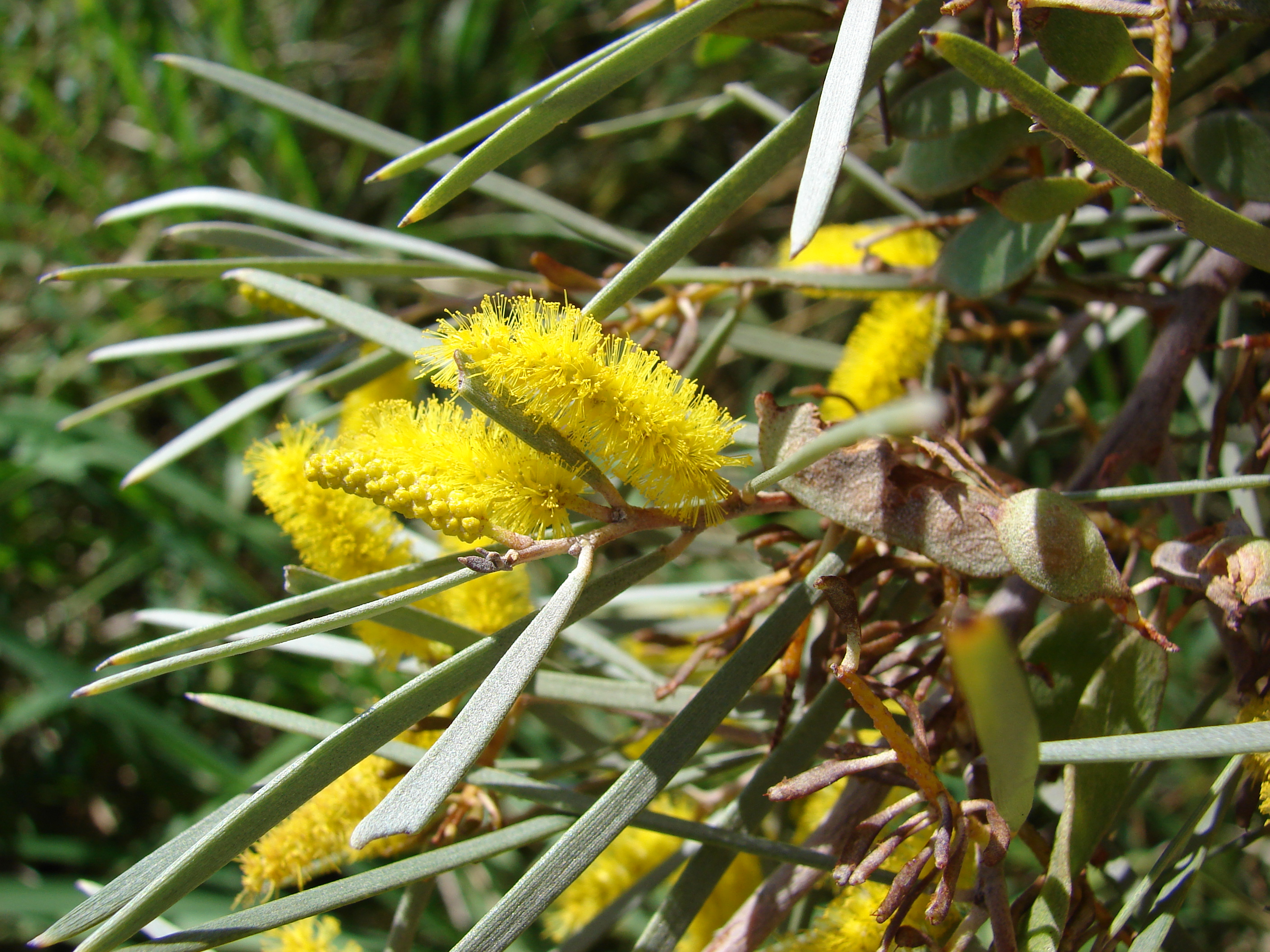 Acacia leaves and flowers