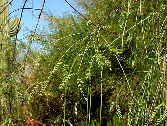 Acacia willardiana Leaf
