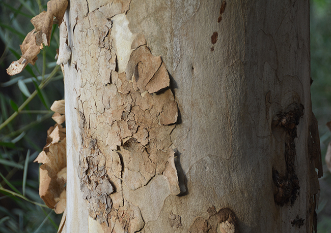 Corymbia papuana bark