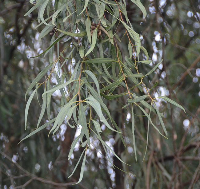 Corymbia papuana leaves