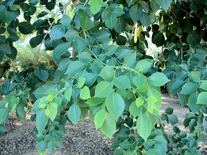 Dahlbergia sissoo Leaf
