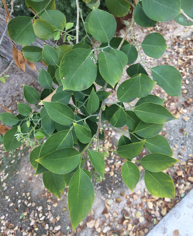 Dalbergia sissoo Leaves
