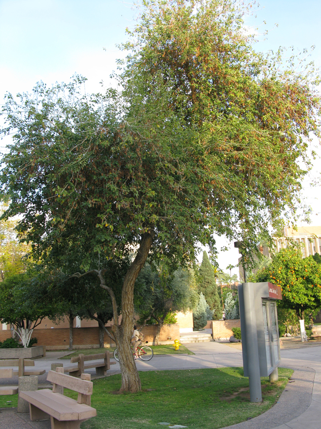 Dalbergia sissoo Tree