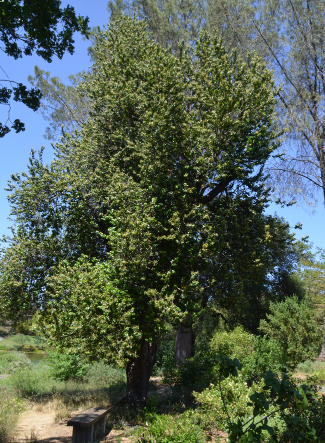 Prunus ilicifolia lyonii 2