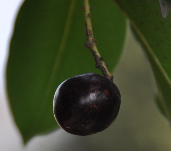 Prunus ilicifolia lyonii fruit
