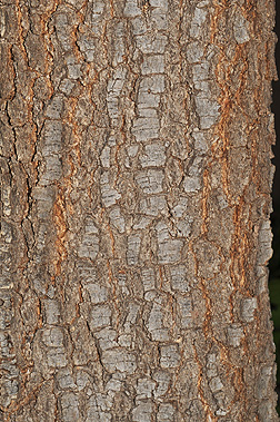 Quercus fusiformis Bark