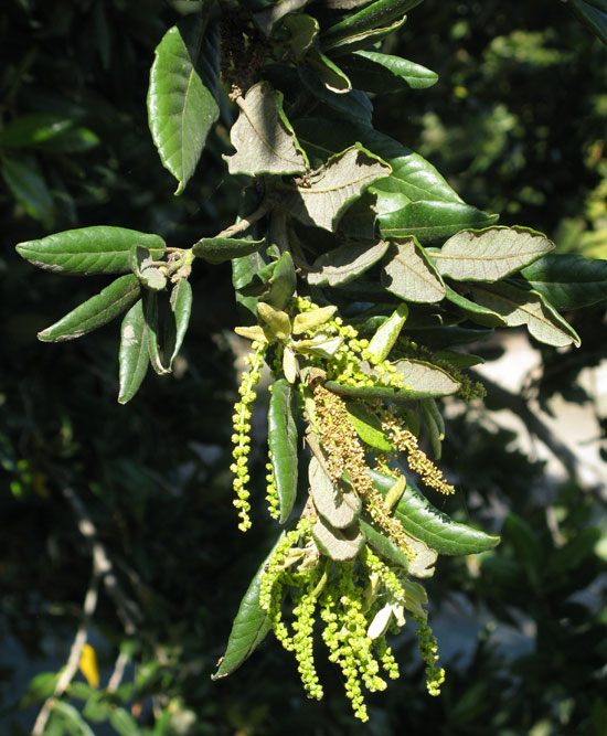 Quercus tomentell leaves And flowers