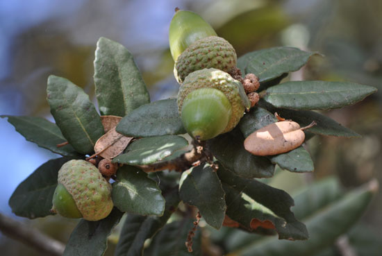 Quercus tomentella Leaves And Fruit