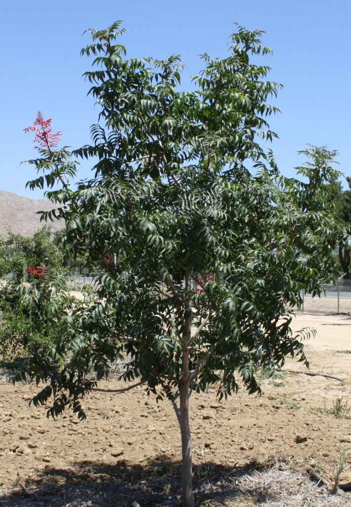    Southern California Inland Empire Trees