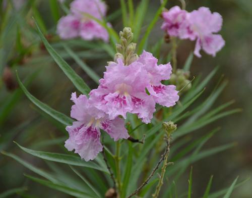 Chilopsis linearis Leaves And Flowers